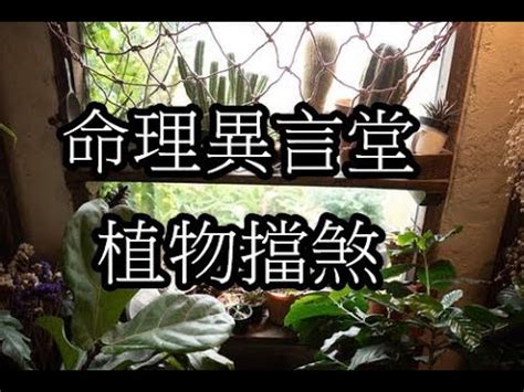 窗戶 擋煞植物